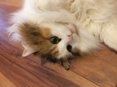 猫のレモンちゃんねるの収入は?飼い主が大好きなスコティッシュ